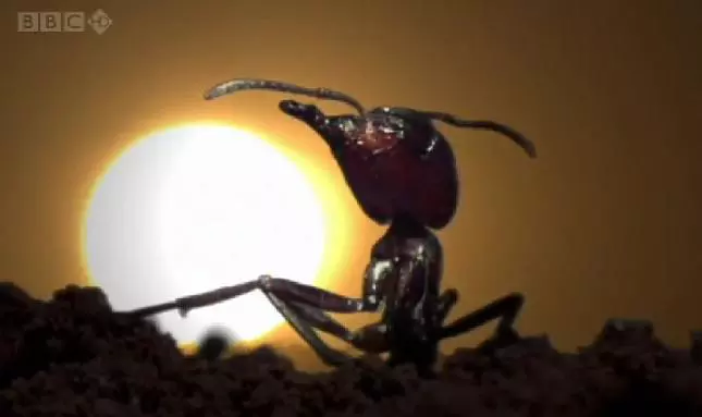 A k�m�letlen Sziafuk