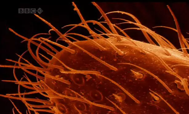 A k�m�letlen Sziafuk