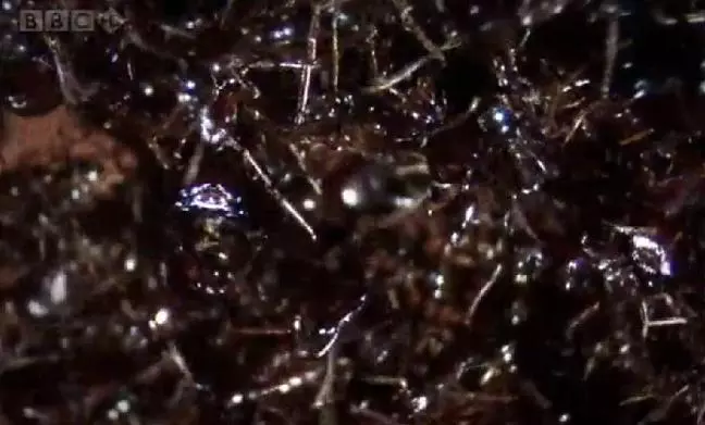 A k�m�letlen Sziafuk