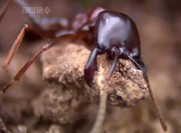 A k�m�letlen Sziafuk