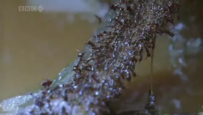 A k�m�letlen Sziafuk