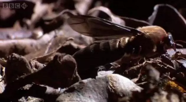 A k�m�letlen Sziafuk