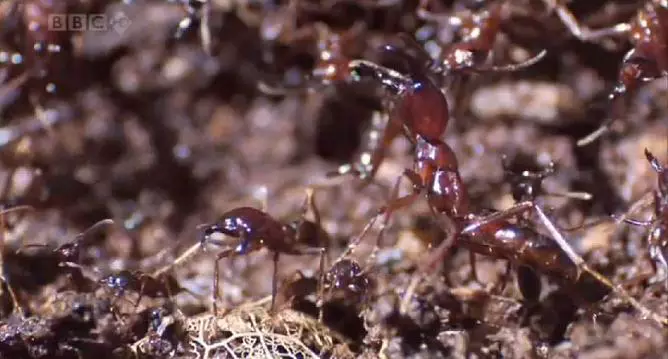 A k�m�letlen Sziafuk