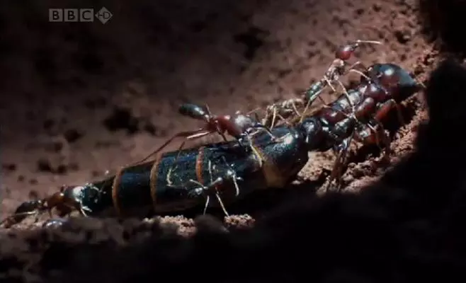 A k�m�letlen Sziafuk