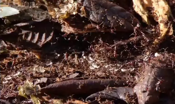 A k�m�letlen Sziafuk