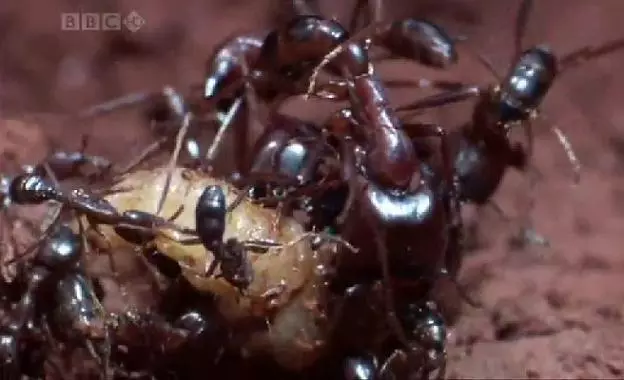 A k�m�letlen Sziafuk