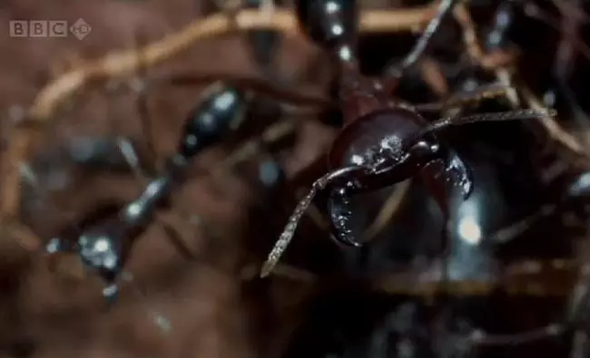 A k�m�letlen Sziafuk