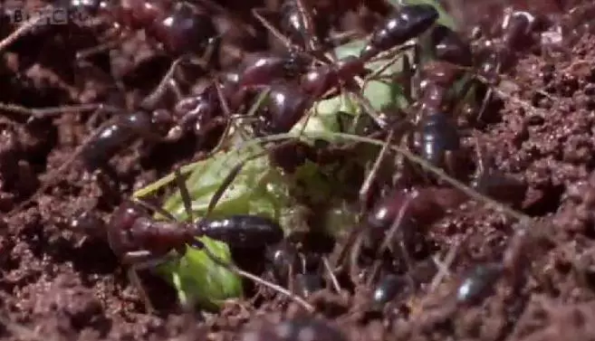 A k�m�letlen Sziafuk