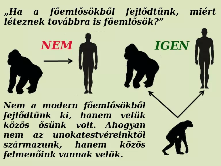 A Hominid�k lesz�rmaz�sa