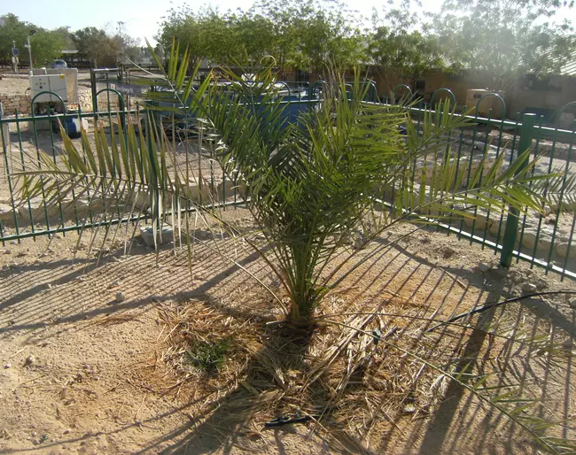 Methuselah - Judean Date Palm - Matuzs�lem p�lma