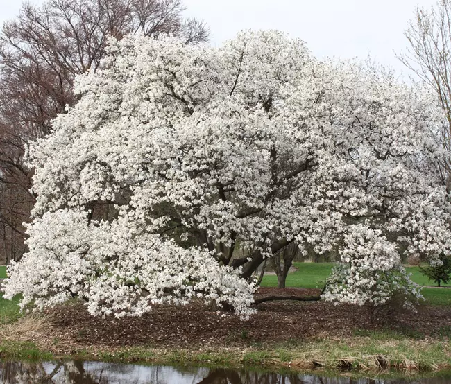 Jap�n liliomfa vagy feh�r liliomfa - Magnolia kobus