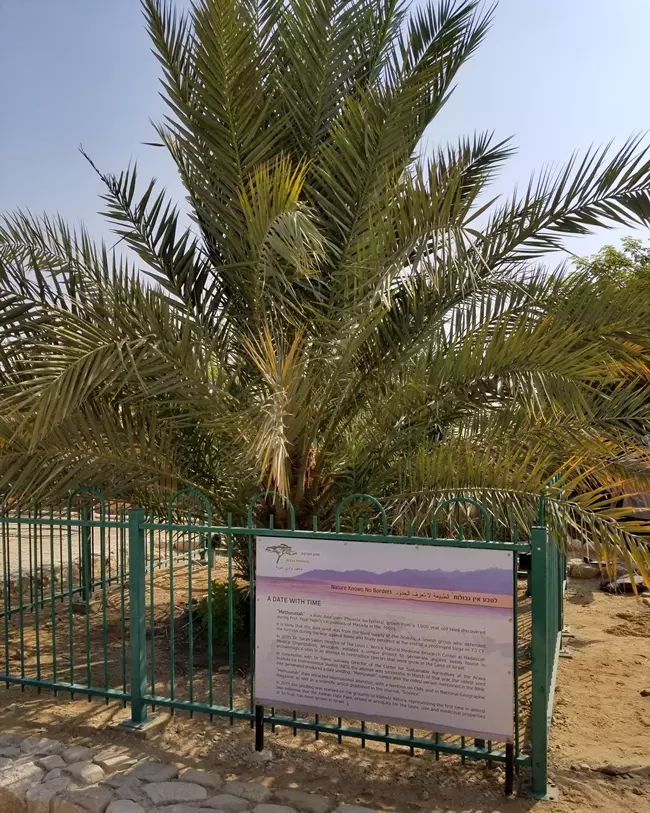 Methuselah - Judean Date Palm - Matuzs�lem p�lma - nagyobb kor�ban