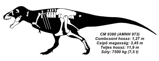 Tyrannosaurus rex t�pusp�ld�ny - CM 9380 (AMNH 973)
