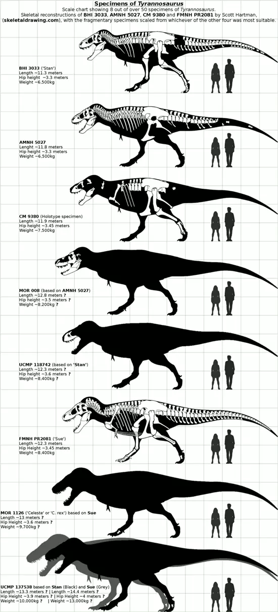 Tyrannosaurus rex p�ld�nyok m�ret-�sszehasonl�t�sa