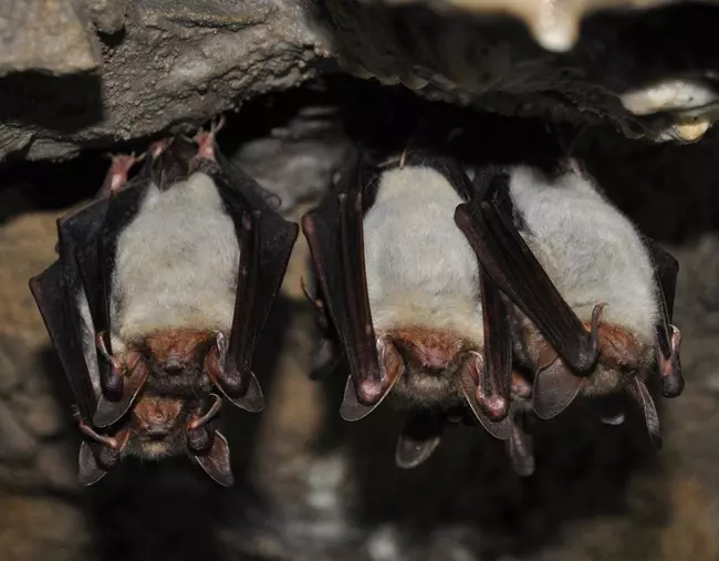 Denevrek egy barlang regben