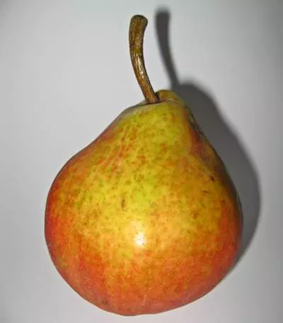 Vilmos k�rte (Pyrus communis)