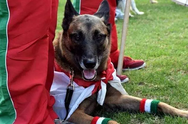 Zen, a mentkutya gazdja lbainl